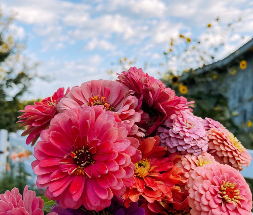 Fulaich Festival: The Flower Festival of Kinnaur